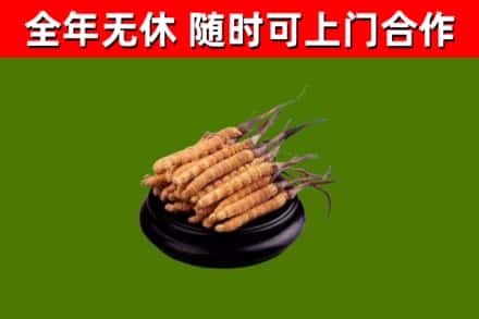 色尼回收冬虫夏草